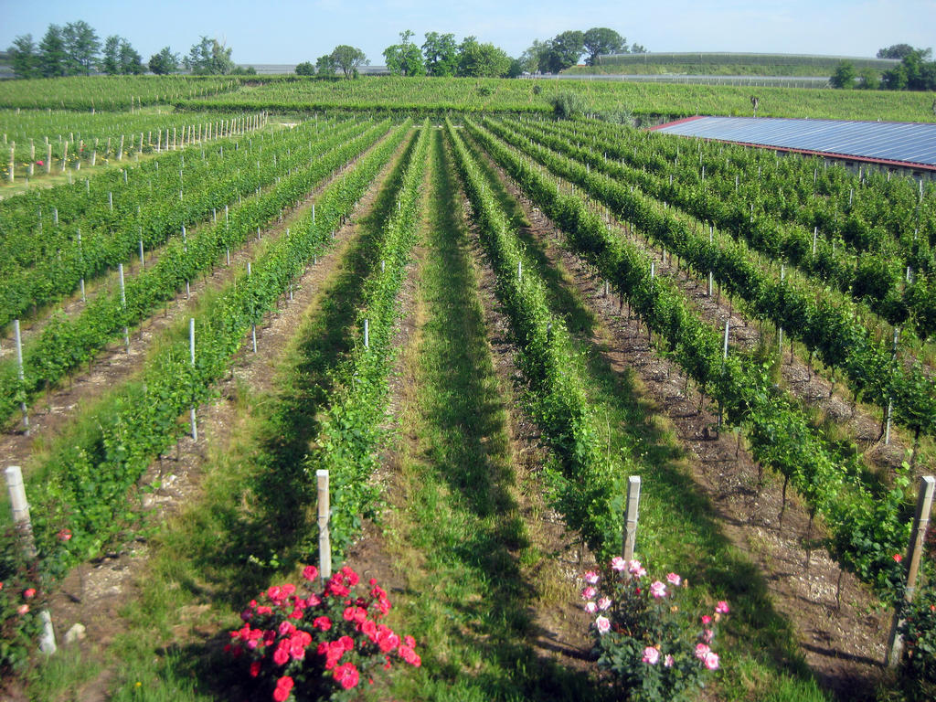 Agriturismo E Agricamping Le Nosare Valeggio sul Mincio Exteriér fotografie